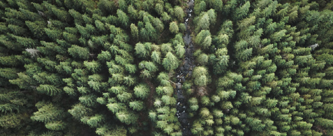 A forrest of treetops. 