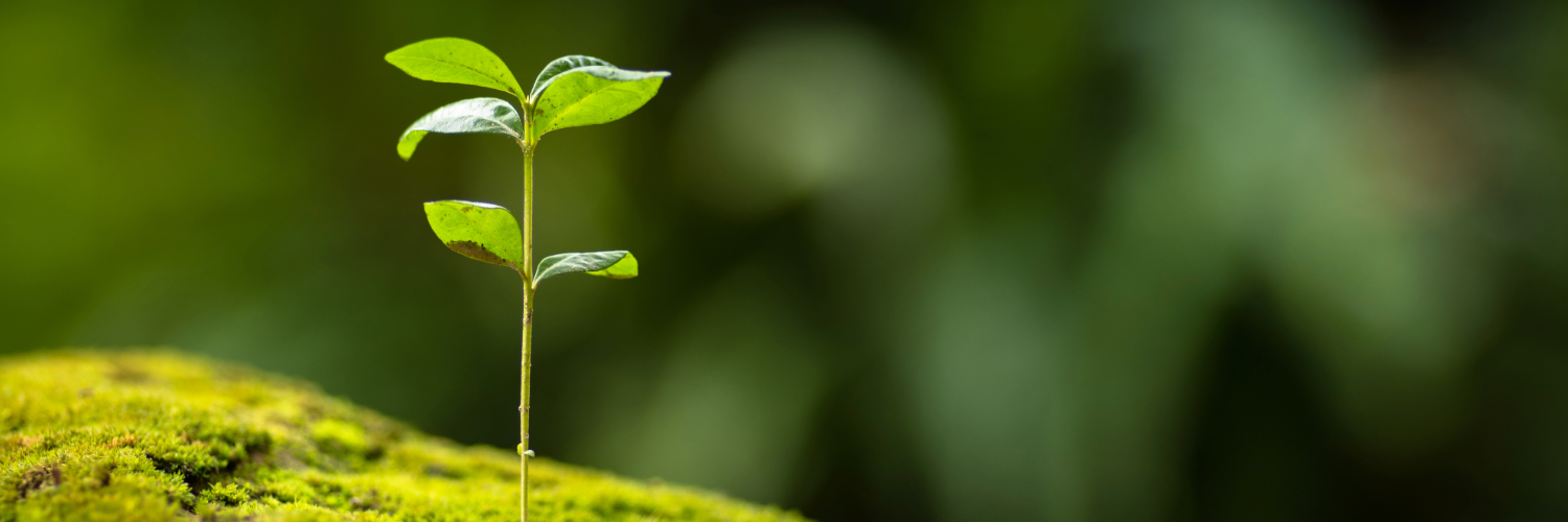 A small green shoot grows from a mossy surface 